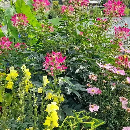 Appartement Les Pivoines 15 Minutes De Gérardmer Anould